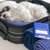 TSA discovers dog in a carry-on bag at Wisconsin airport