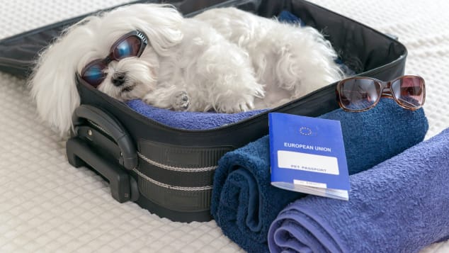 TSA discovers dog in a carry-on bag at Wisconsin airport