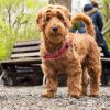 Leptospirosis NYC: What You Should Know About the Bacteria-Driven Disease and How to Protect Your Pup