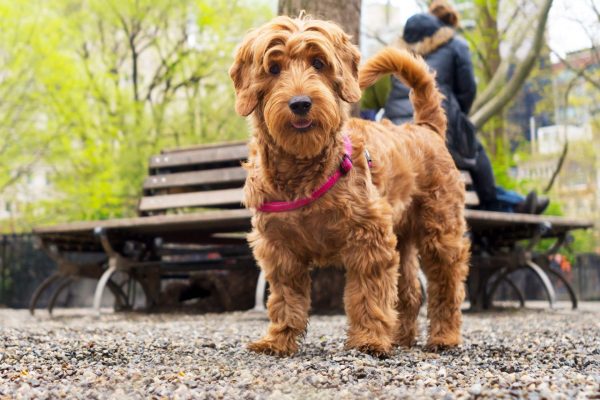 Leptospirosis NYC: What You Should Know About the Bacteria-Driven Disease and How to Protect Your Pup