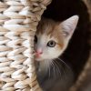 Getting a kitten: what you need to know