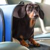 Travel tips to keep your pets safe on the road this summer