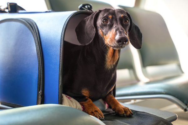 Travel tips to keep your pets safe on the road this summer