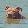Monster the Dog Fell Overboard in Galveston Bay, so She Amazingly Swam 5 Miles Back to Shore