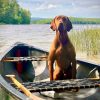 Summer trip with your pet, advice from a vet on disease prevention