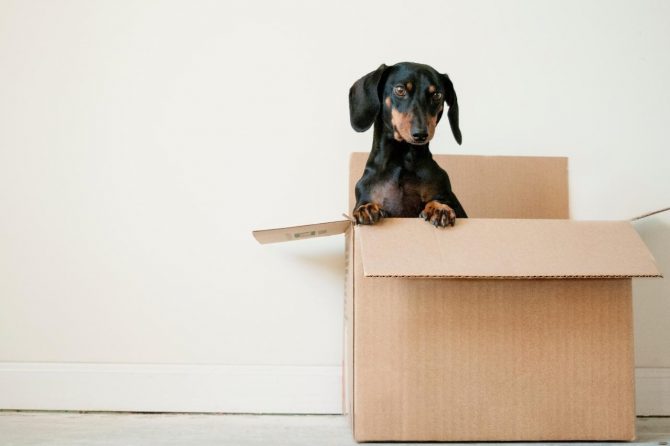 A How-to Guide for Moving to a New Home with Pets