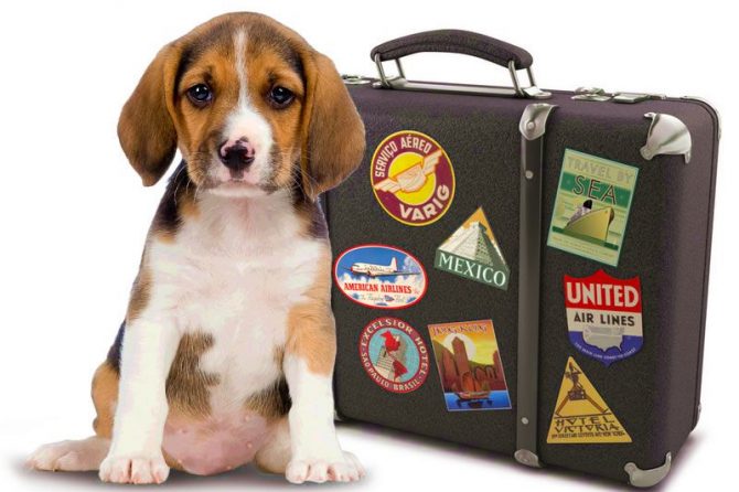 On the road again and traveling with your pets