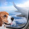 People are abandoning pets at airports