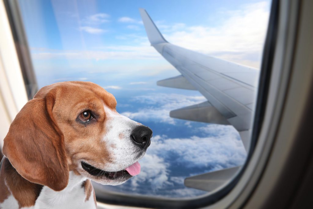 Hướng dẫn cách làm thủ tục giấy tờ cho thú cưng lên máy bay