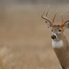 Deer dashes through Metro Detroit pet store