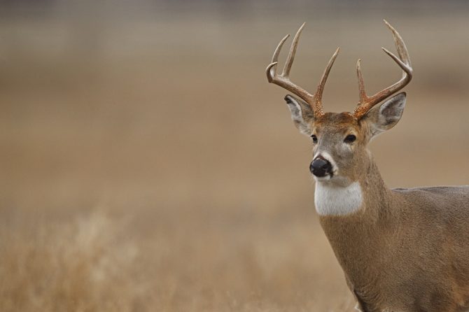 Deer dashes through Metro Detroit pet store