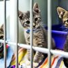 Pet Alliance of Greater Orlando to open cat shelter downtown in late September