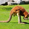 Australian man killed by kangaroo he kept as pet, police say