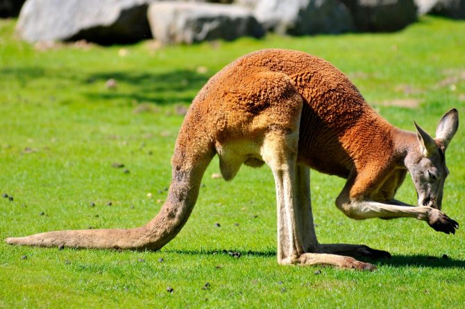 Australian man killed by kangaroo he kept as pet, police say