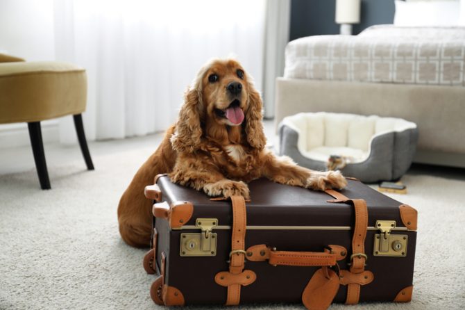 Fuzzy Teams Up with JetBlue to Offer Pet Parents Peace of Mind When They Fly