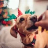 Holiday safety for dogs: Tips and tricks for pet parents