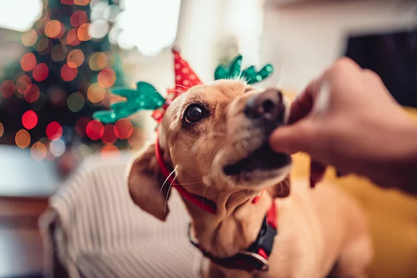 Holiday safety for dogs: Tips and tricks for pet parents