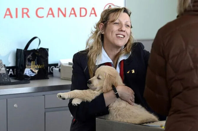 What you should know before you bring your pet on the plane