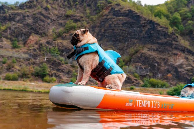 Pet friendly to off-the-grid tourism, here’s decoding the travel trends of 2023