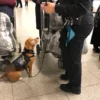 Here’s Why So Many Canine Employees at U.S. Airports Are Beagles