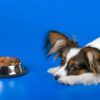 3 Steps to Help Pets Achieve and Maintain a Healthy Weight