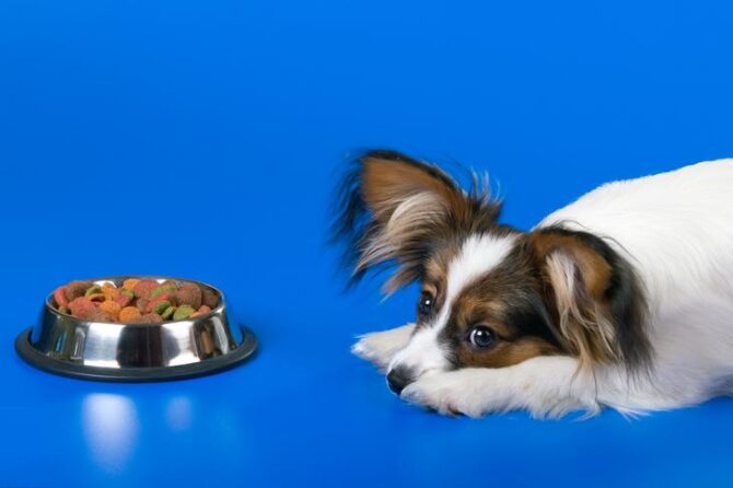3 Steps to Help Pets Achieve and Maintain a Healthy Weight
