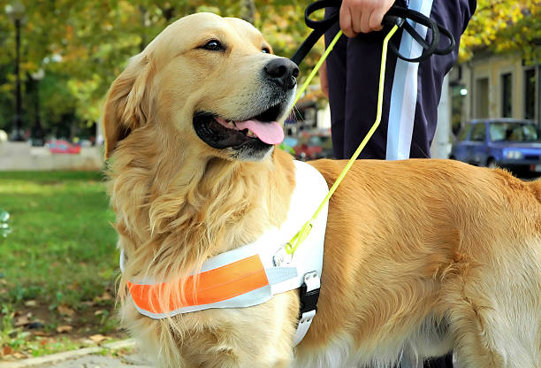 Flying With A Service Dog? Here’s A Guide