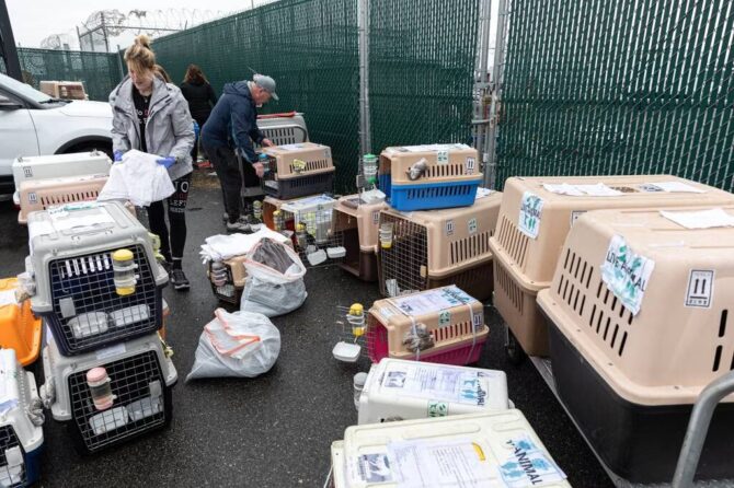 Dogs rescued from China meat farms get new homes in U.S. after arriving at JFK Airport