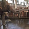 Elephant Pang Pha taught herself how to peel a banana at Berlin zoo