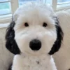 Snoopy’s identical, real-life twin takes over the internet: ‘You’re real!’