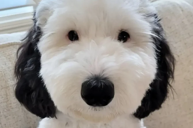 Snoopy’s identical, real-life twin takes over the internet: ‘You’re real!’