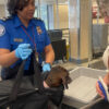 What to know about the TSA process if you’re flying with pets