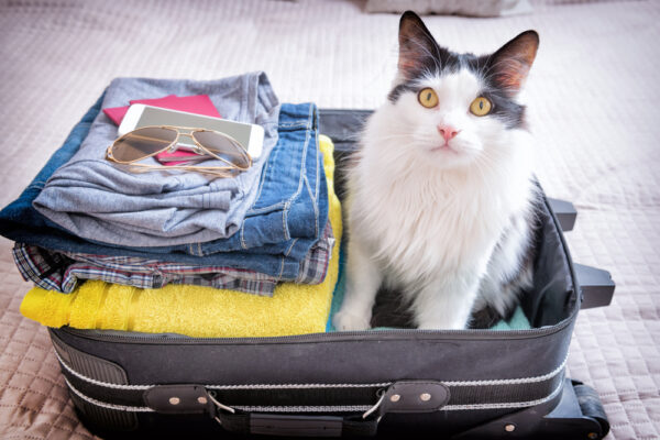 Traveling with furry friends: How to keep you and your pets safe this summer