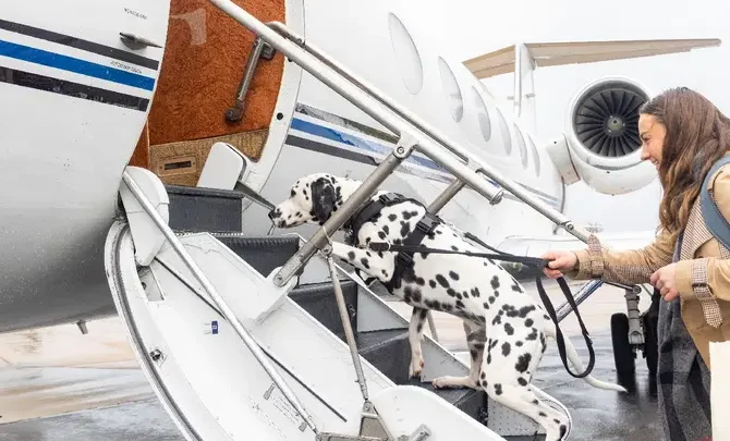 Pet-friendly private jet firm aims to make travel with dogs and cats easier: ‘Cost is comparable’