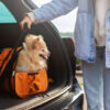 Traveling with cats and dogs is a growing trend