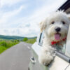 How to Safely Travel with Your Dog in Extreme Heat