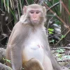 Wild monkey seen roaming around Florida all week: Keep ‘safe distance,’ officials say