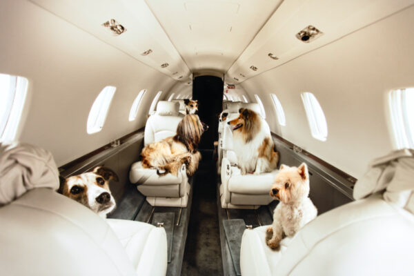 3 ways to fly internationally with your pets if you don’t want to put them in the cargo hold — and have a big budget