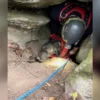 Rescuers descended into a deep cave to rescue a trapped dog – then they found a bear