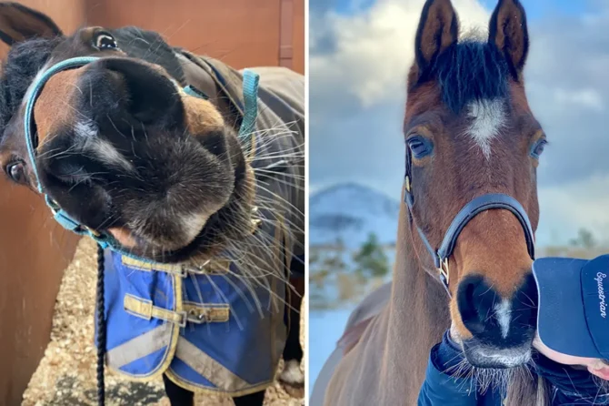 Horse goes viral on TikTok for funny dance moves as owner says ‘Twinkle’ is a ‘real character’